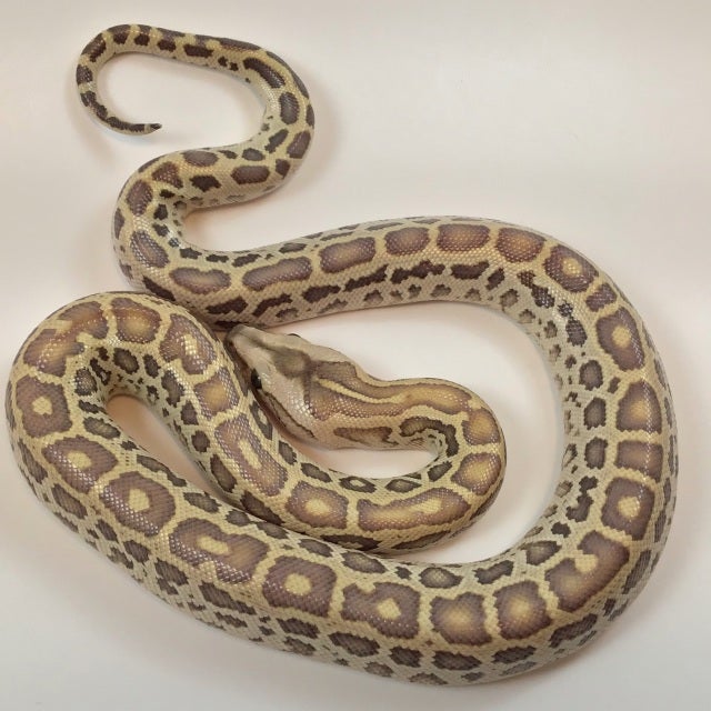 Green Labyrinth Burmese Python